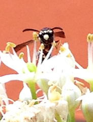 Parancistrocerus minimoferus