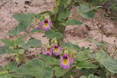 Proboscidea louisianica fragrans