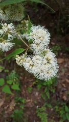 Ageratina areolaris