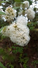 Ageratina areolaris