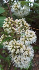 Ageratina areolaris