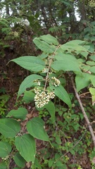 Ageratina areolaris