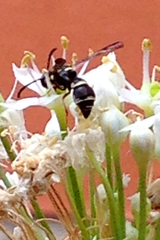 Parancistrocerus minimoferus