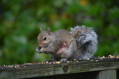 Cuterebra emasculator