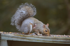 Cuterebra emasculator