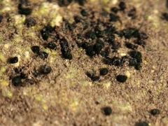 Bythinella pannonica