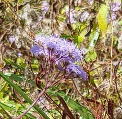 Conoclinium coelestinum