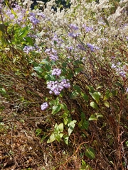 Conoclinium coelestinum