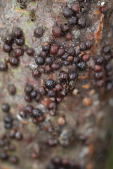 Parthenolecanium corni