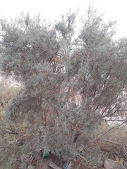 Tamarix aucheriana
