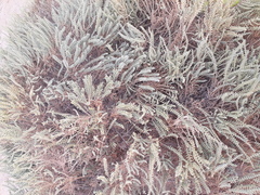Halocnemum strobilaceum