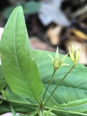 Lysimachia quadrifolia