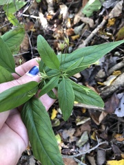 Lysimachia quadrifolia