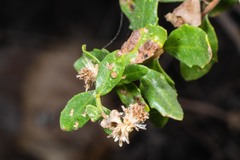 Aceria baccharipha
