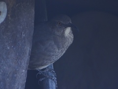 Toxostoma curvirostre