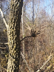 Podosphaera phytoptophila