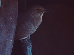 Toxostoma curvirostre