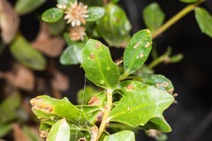Aceria baccharipha