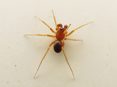 Hypomma bituberculatum