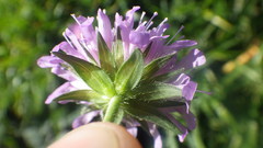Knautia arvernensis