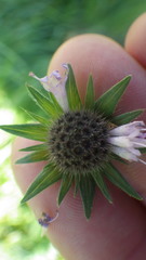 Knautia arvernensis