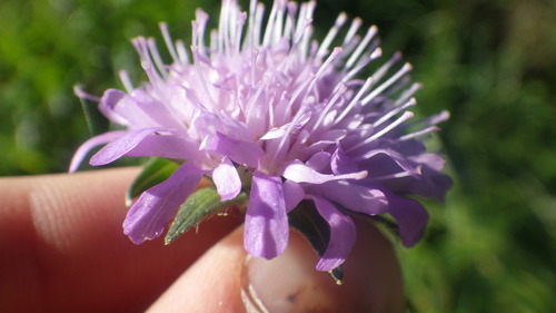 Arvernian Scabious