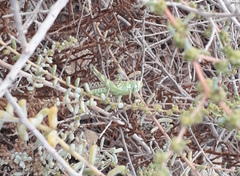 Heteracris