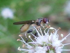 Spheginina