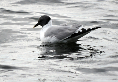 Gaviota de Sabine (Xema sabini)