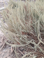 Halocnemum strobilaceum