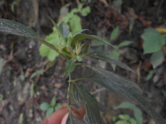 Ruellia jussieuoides