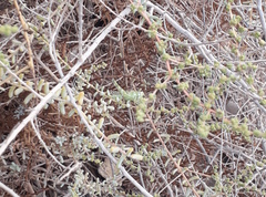 Heteracris