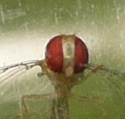 Victoriana attenuata