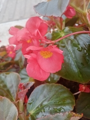 Begonia
