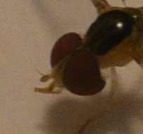 Victoriana attenuata