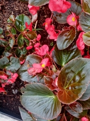 Begonia