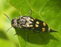 Hoshihananomia octopunctata