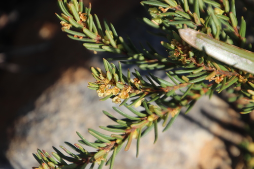 Image of Clutia polygonoides by (c) Tony Rebelo, some rights reserved (CC BY-SA)