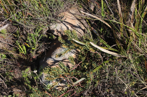 Image of Clutia polygonoides by (c) Tony Rebelo, some rights reserved (CC BY-SA)