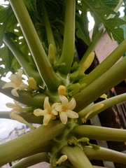 Carica papaya