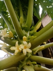 Carica papaya
