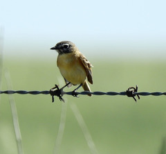 Polystictus pectoralis