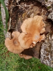 Fungi