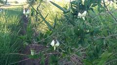 Araujia angustifolia