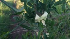 Araujia angustifolia