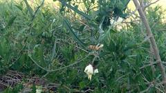 Araujia angustifolia