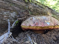 Butyriboletus autumniregius