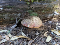 Butyriboletus autumniregius