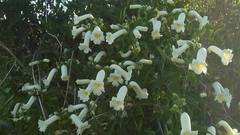 Amphilophium carolinae