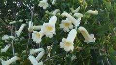 Amphilophium carolinae